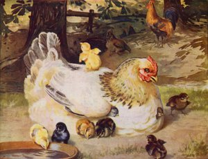Gallina y pollitos (litografia en color)