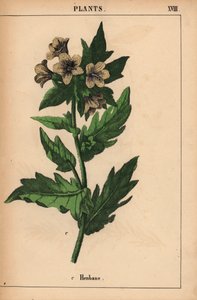 beleño   , de "The Instructive Picturebook, or Lessons from the Vegetable World", [Charlotte Mary Yonge], Edimburgo de English School