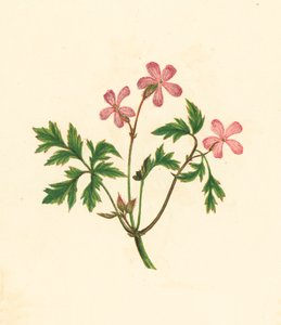 Herb Robert, or Poor Robin, Geranium Robertianum (litografía en color) de English School