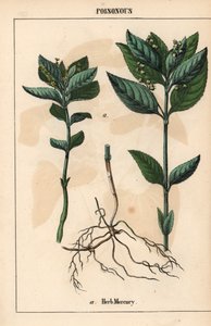 Mercurio de hierbas   , de "The Instructive Picturebook, or Lessons from the Vegetable World", [Charlotte Mary Yonge], Edimburgo de English School