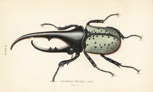 Escarabajo Hércules, macho, Dynastes hercules, Scarabaeus hercules de English School