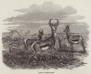 Manada de springboks