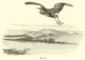 Garza