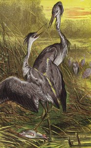 Garzas