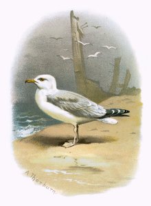 Gaviota argéntea