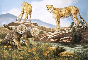 Cazador de alta velocidad, el guepardo, ilustración de "El país de las maravillas de la naturaleza" (gouache sobre papel)