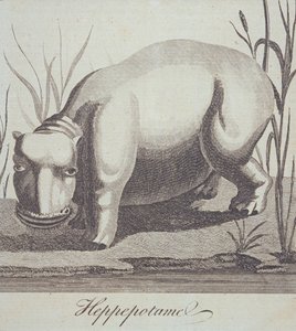 Hipopótamo, de The Gentlemans Magazine, publicado en diciembre de 1772