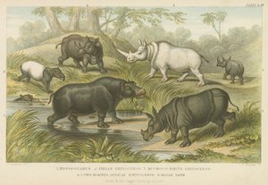 Hipopótamo, rinoceronte y tapir de English School