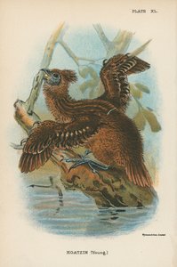 Hoatzin (joven) de English School