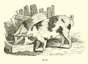 Cerdo (grabado)