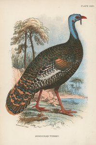 Pavo de Honduras de English School