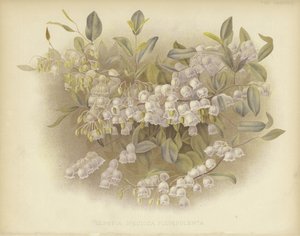 Copas de miel, zenobia o zenobia polvorienta