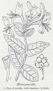 Madreselva