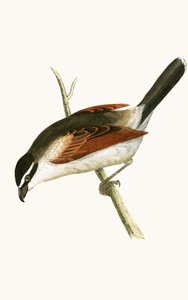 Alcaudón encapuchado, ilustración de 