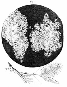Observaciones de Hooke sobre la estructura celular del corcho (fig. 1) y ramita de planta Sensible (fig. 2) 1665 (grabado)