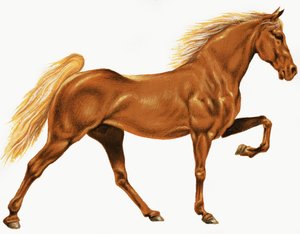 Caballo