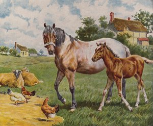 Caballo y potro, oveja y gallina (litografía en color)