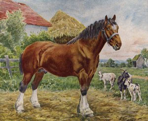 Caballo y cabras
