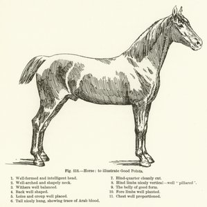 Caballo, para ilustrar Buenos Puntos