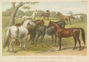 Caballos y ponis de English School