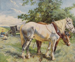 Caballos tomando un descanso del trabajo en una granja de English School