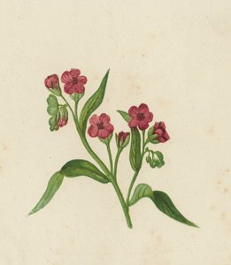 Lengua de sabueso, Cynoglossum Officinale (litografía en color) de English School