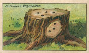 Cómo matar un tocón de árbol (cromolito) de English School