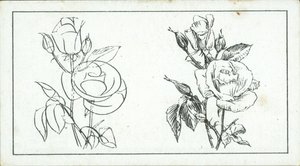 Cómo dibujar: Estudio de una rosa (litografía) de English School