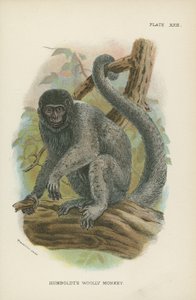 El mono lanudo de Humboldt