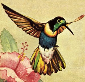 Colibrí de English School