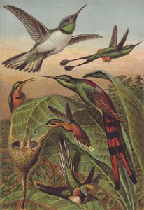 Colibríes