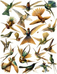 Colibríes