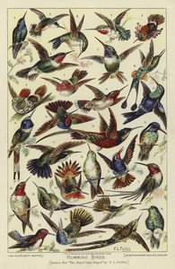 Colibríes