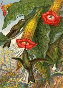 Colibríes