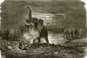 Cazador y elefante de English School