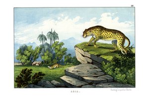 Caza del leopardo de English School