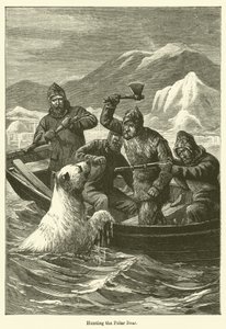 Cazando el oso polar