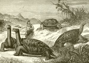 Caza de tortugas en la costa de Nueva Guinea