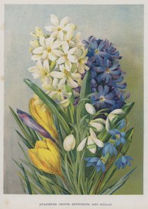 Jacintos, Crocus, Campanillas de invierno y Scillas de English School