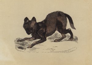 Perro Hiena de English School