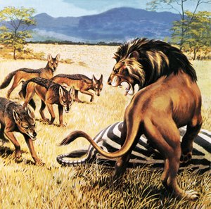 Hienas viniendo a limpiar después de un león