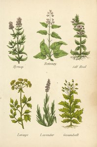 Hisopo, Betoney, Self Heal, Lovage, Lavanda, Groundsell (litografía en color) de English School