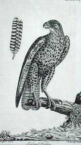 Halcón islandés (Falco Rusticolus), de 