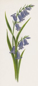 Ilustración para Un sueño de un jardín