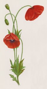 Ilustración para A Dream of a Garden (litografía en color)