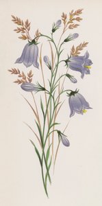 Ilustración de Un sueño de un jardín (litografía a color) de English School
