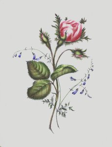 Ilustración para el Álbum de Rosa Musgosa