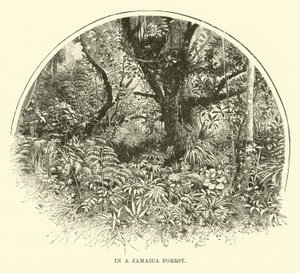 En un bosque de Jamaica de English School