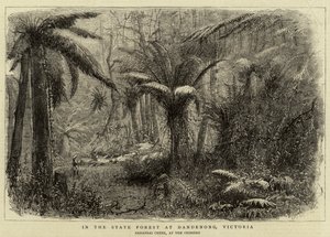 En el bosque estatal de Dandenong, Victoria (grabado)