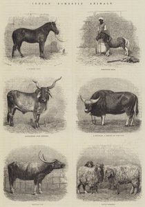 Animales Domésticos Indios (grabado) de English School